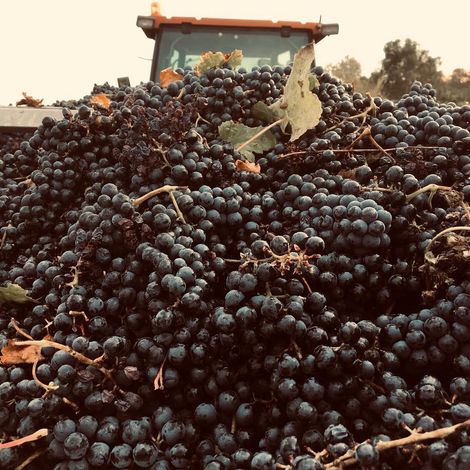 Château Charmail_Wine_Grapes