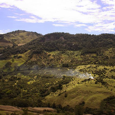 CULTIVO