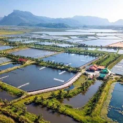 Houston Seafood - Production