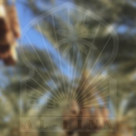 Al-Lina for Dates - Plantation