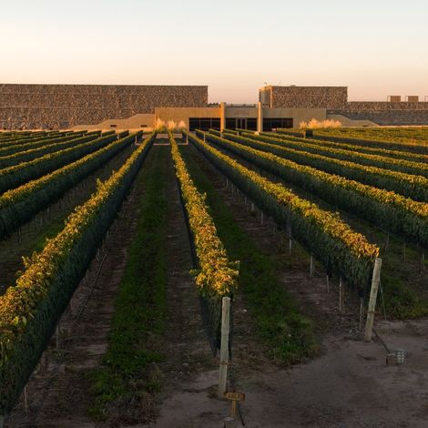 Bodega Septima - Vineyard