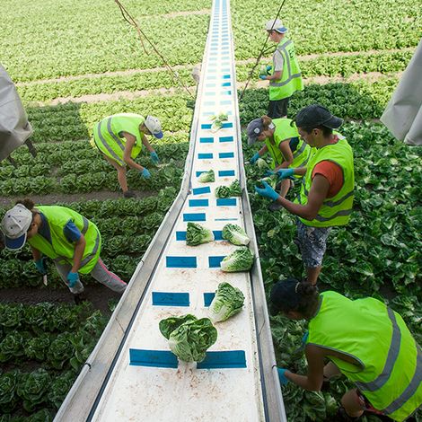 Biobrass - Harvest Season