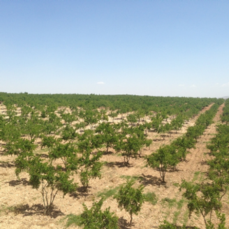 Pudor Ic Ve Dis Ticaret Limited Sirketi