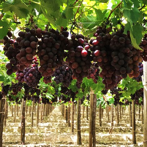 Fresh Grapes