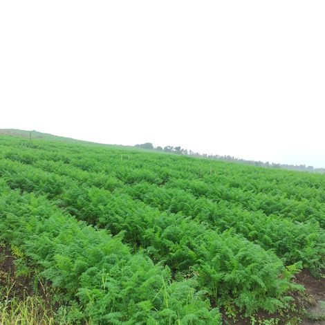 Farm