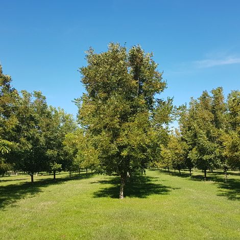 Puert Pecan plantation