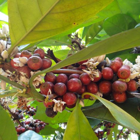 Coffee tree with berries