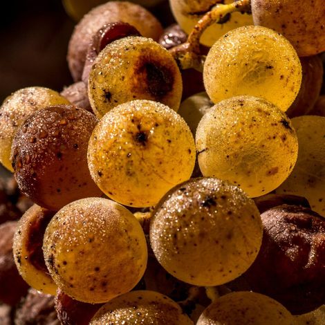 Château d'Arche - Product