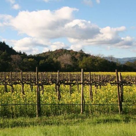 detert vineyard 2.jpg