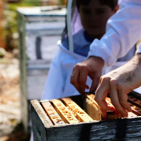 Biosota Organics Pty Ltd - Honeycomb