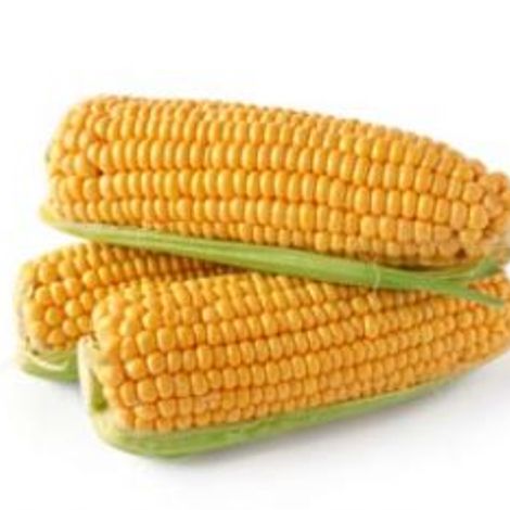 MSU S.A. - Corn
