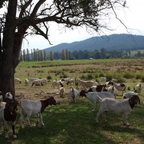 Myrrhee Pty Ltd - Goats