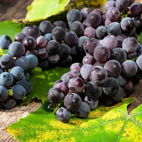 Magna Carta Cellars - Product