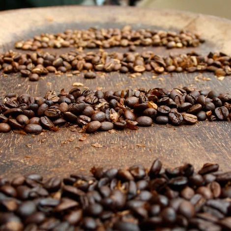 Asociación De Productores Cacaoteros Y Cafetaleros De Amazonas - Coffee bean