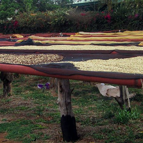 Thika Coffee Mills