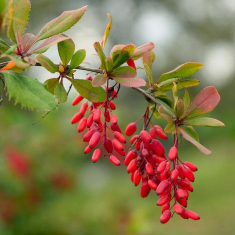 Toos Taak Persian Raisin Co.
