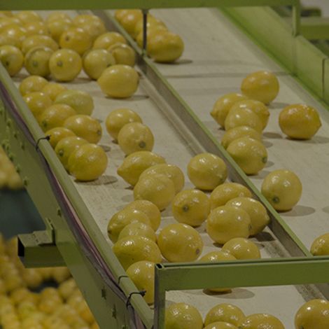 ARBOLAR CITRUS S.A.