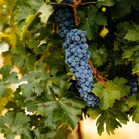 Herb Lamb Vineyard's grape