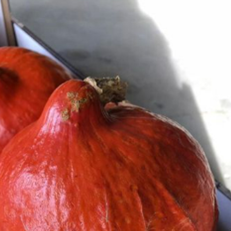 pumpkins