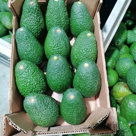 Hass avocado packed in 2 kgs box.