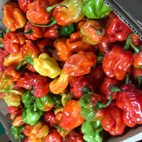 habanero chilli pepper
