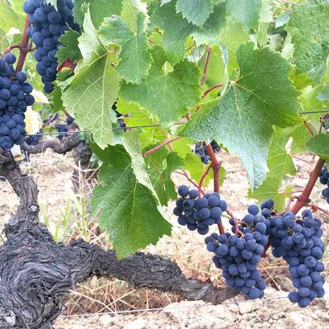 Château Gombaude-Guillot's grapes