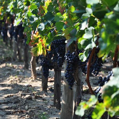 Château Latour a Pomerol Vineyards
