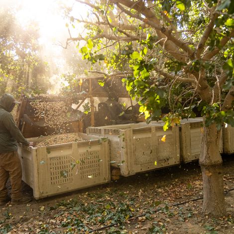 Keenan Farms - Pistachio Harvest
