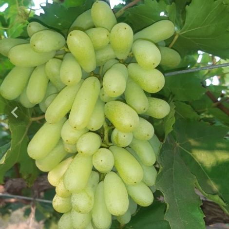 Sonaka seedless