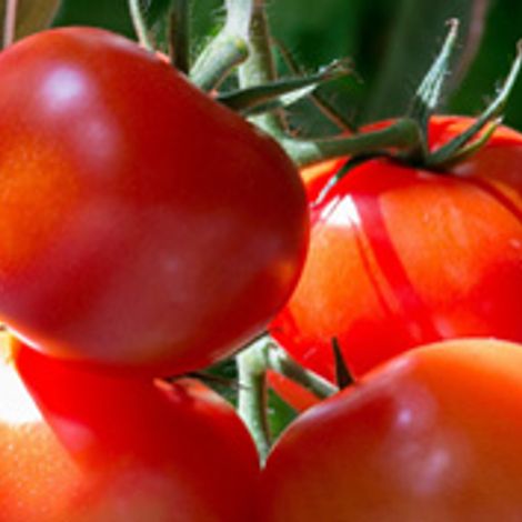 BÖHMER Frische GmbH