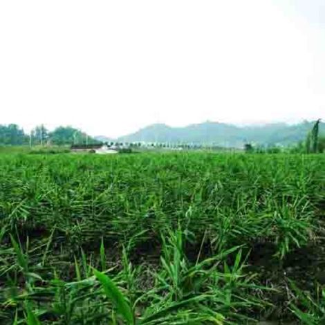 Xiamen Green Field Food Industrial Co., Ltd. - Plantation