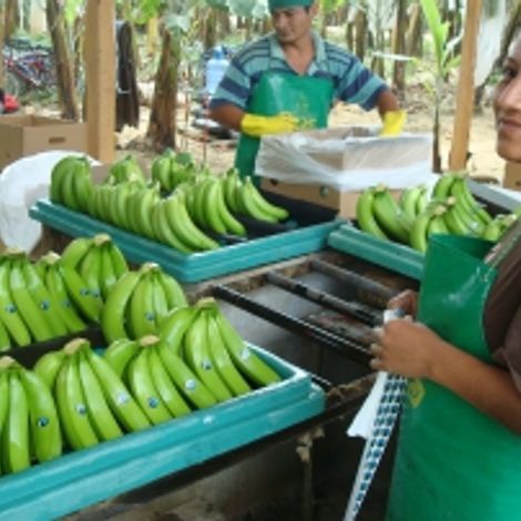 OrganicSur Sas - Bananas