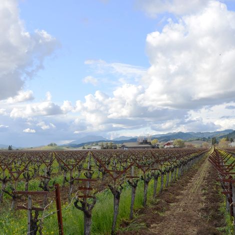 Frog's Leap Winery_Wine_Vineyards