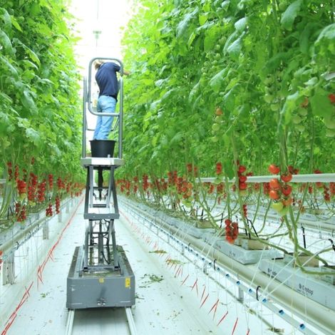 Eziz-Dag Tomato Production