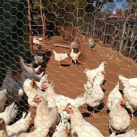 Acorn Poultry