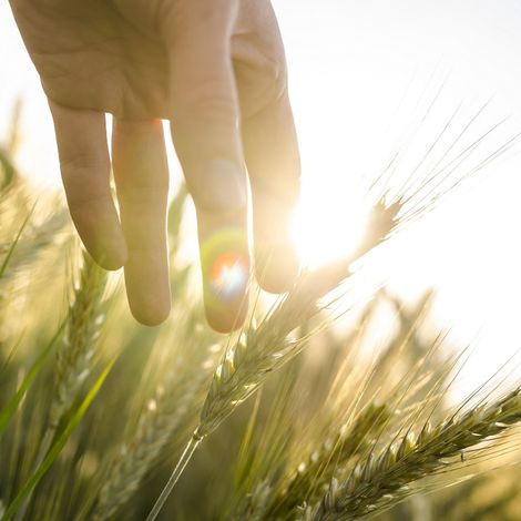 LLC FORNAX AGRO UKRAINE