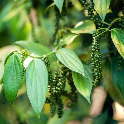 Coral Way Export & Import - Herb Plantation