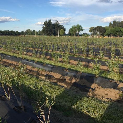 Exportadora Best Berry Chile SA - Blueberry Plantation