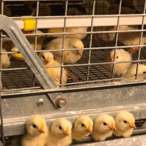 Kumisi XXI - Poultry