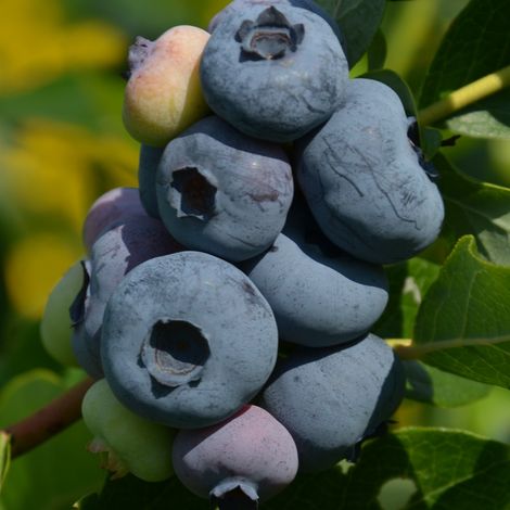 Baltic Berry Sp. z o.o.
