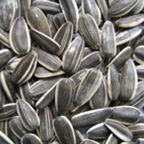 sunflower-seeds.jpg