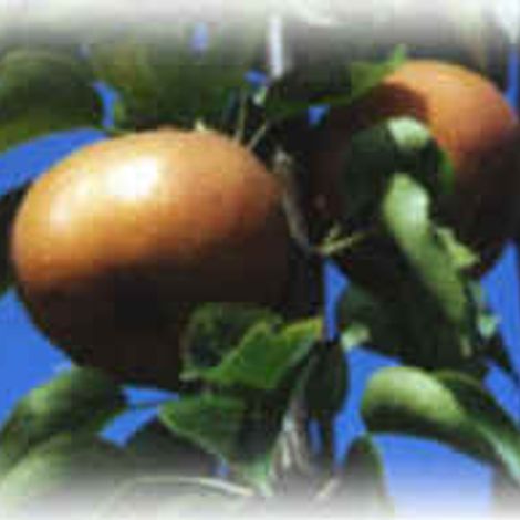 UMPQUA ORGANIC FARM