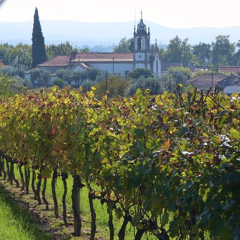 Quinta das Marias_Wine_Vineyard