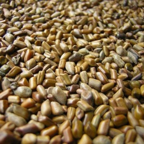 Cassia Seeds