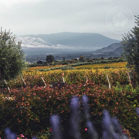 Piattelli Vineyards - Salta - Vineyard