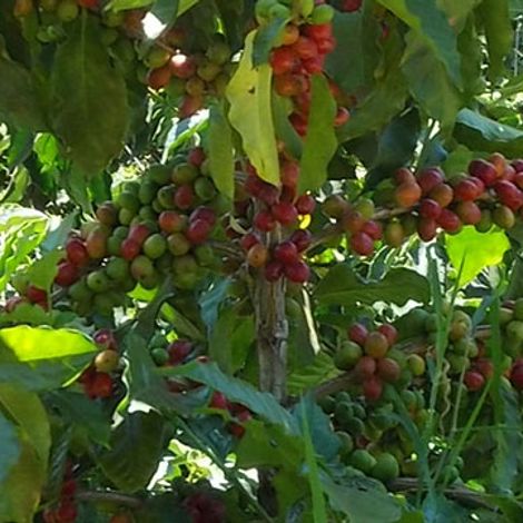 Thika Coffee Mills