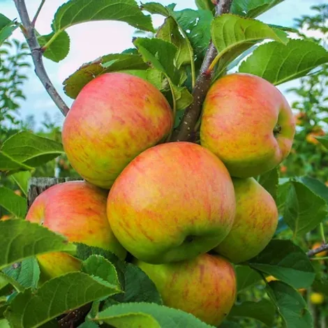 Stoker Vogelaar - Apples