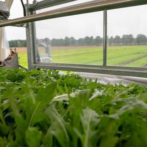 Beckedorf Fresh Vegetables = Product