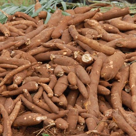 Nigerian Cassava