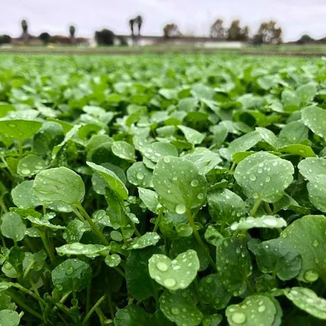 Royalcress S.A